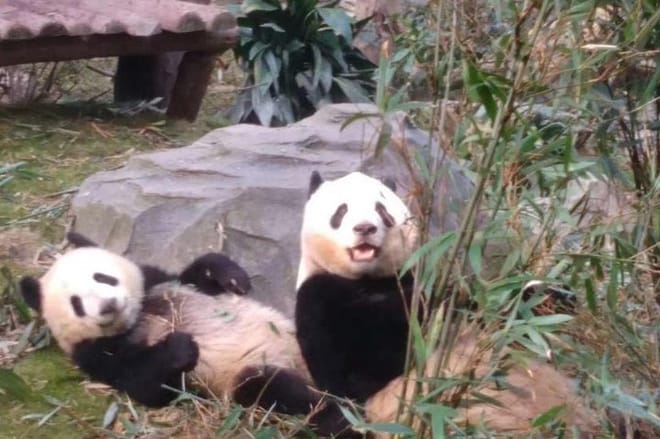Private Chengdu Panda Base Day Tour by Round-way Flight from Shanghai 3