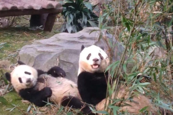 Private Chengdu Panda Base Day Tour by Round-way Flight from Shanghai 3