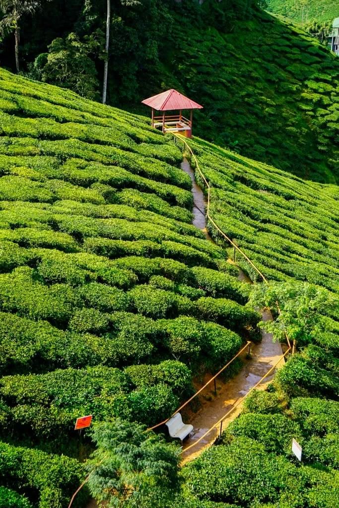 مشهد طبيعي مذهل لمزارع الشاي في كاميرون هايلاند بماليزيا، مع صفوف من النباتات الخضراء الممتدة.