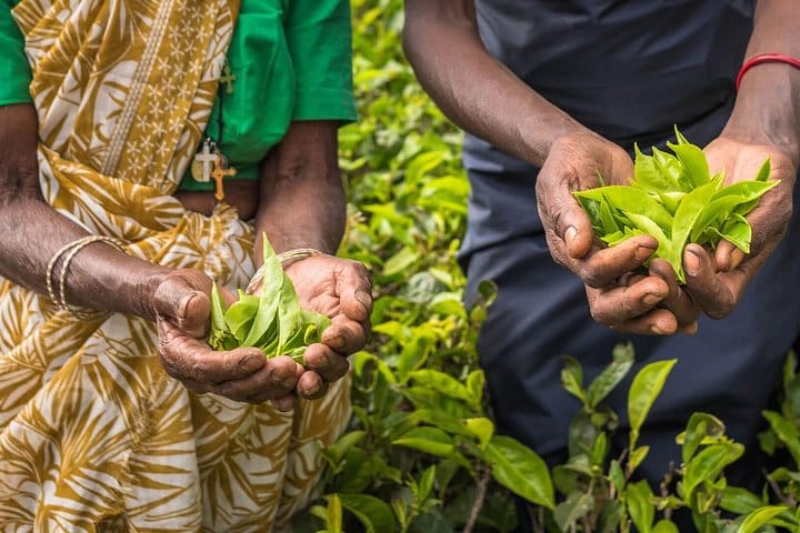 Private Day Tour : Handungoda and Galle from Colombo