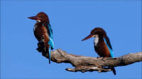 04 Day Tour From  Galle ( Without Accommodation) 1