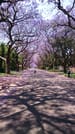Excursión por la ciudad de Pretoria - en Español 1