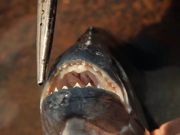 Piranha Fishing Tour in the Amazon River, Iquitos