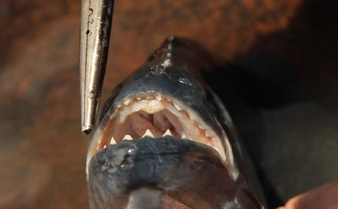 Piranha Fishing Tour in the Amazon River, Iquitos