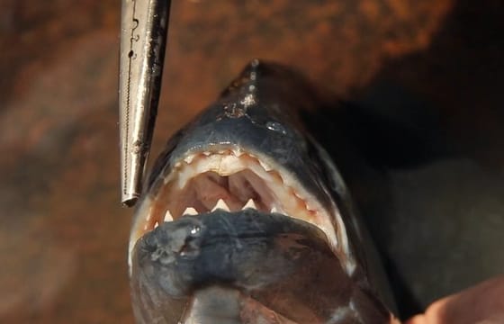 Piranha fishing experience in the Amazon jungle