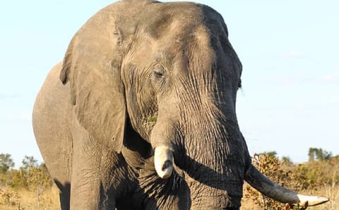 4-Day Victoria Falls and Chobe National Park Safari Tour