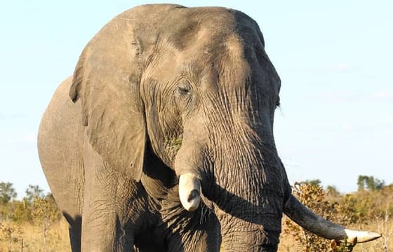 4 Days Victoria Falls Safari Tour & Chobe National Park game drive