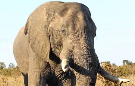 4-Day Victoria Falls and Chobe National Park Safari Tour