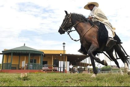 Peruvian Paso Horse & Marinera with lunch in Trujillo