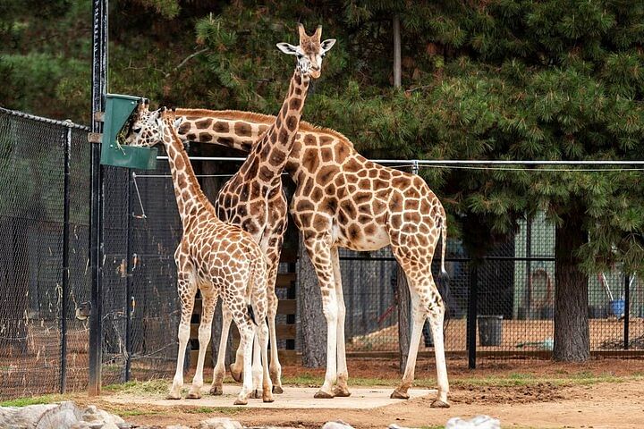 Nairobi Wildlife & Culture Tour: Giraffe Center, Museum & Kobe Beads