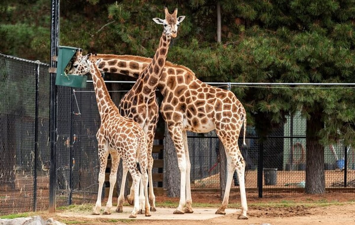 Nairobi Museum, Kicc Tower, Kobe and Giraffe Center Day Tour
