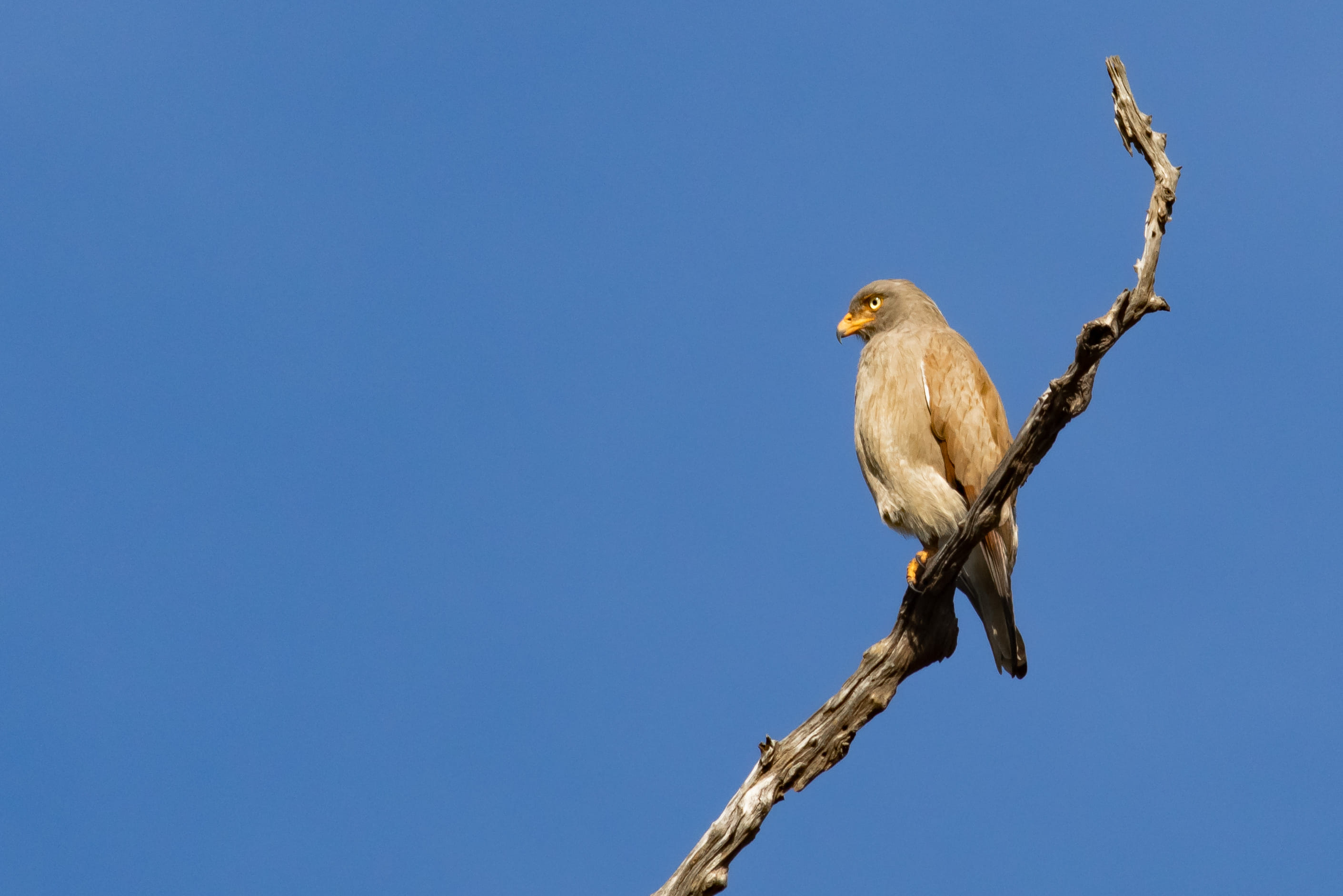 Collared Falconet at Kriel lodge