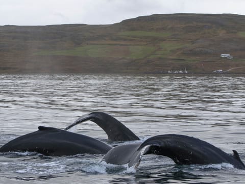 Whale Watching Hólmavík, photo 5