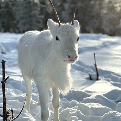 Visit a Real Reindeer Farm - Image 19