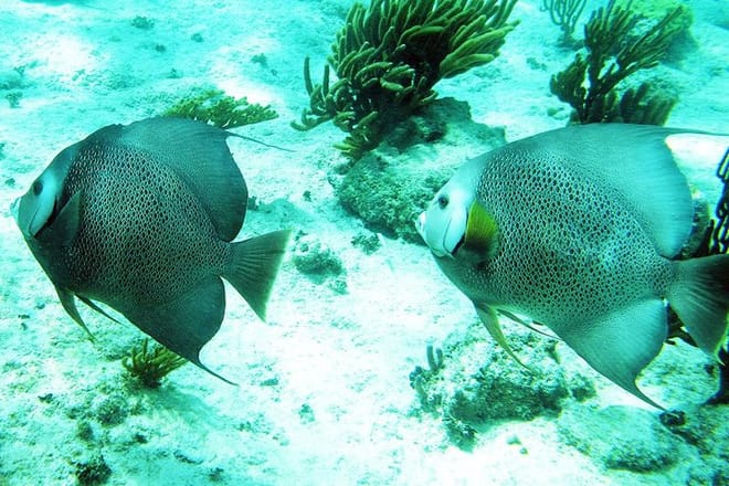 Snorkeling Tulum riviera maya
