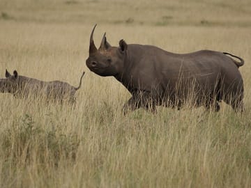 3 Days, 2 Nights Safari – Maasai Mara from Nairobi/Kisumu