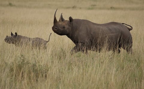 3 Days, 2 Nights Safari – Maasai Mara from Nairobi/Kisumu