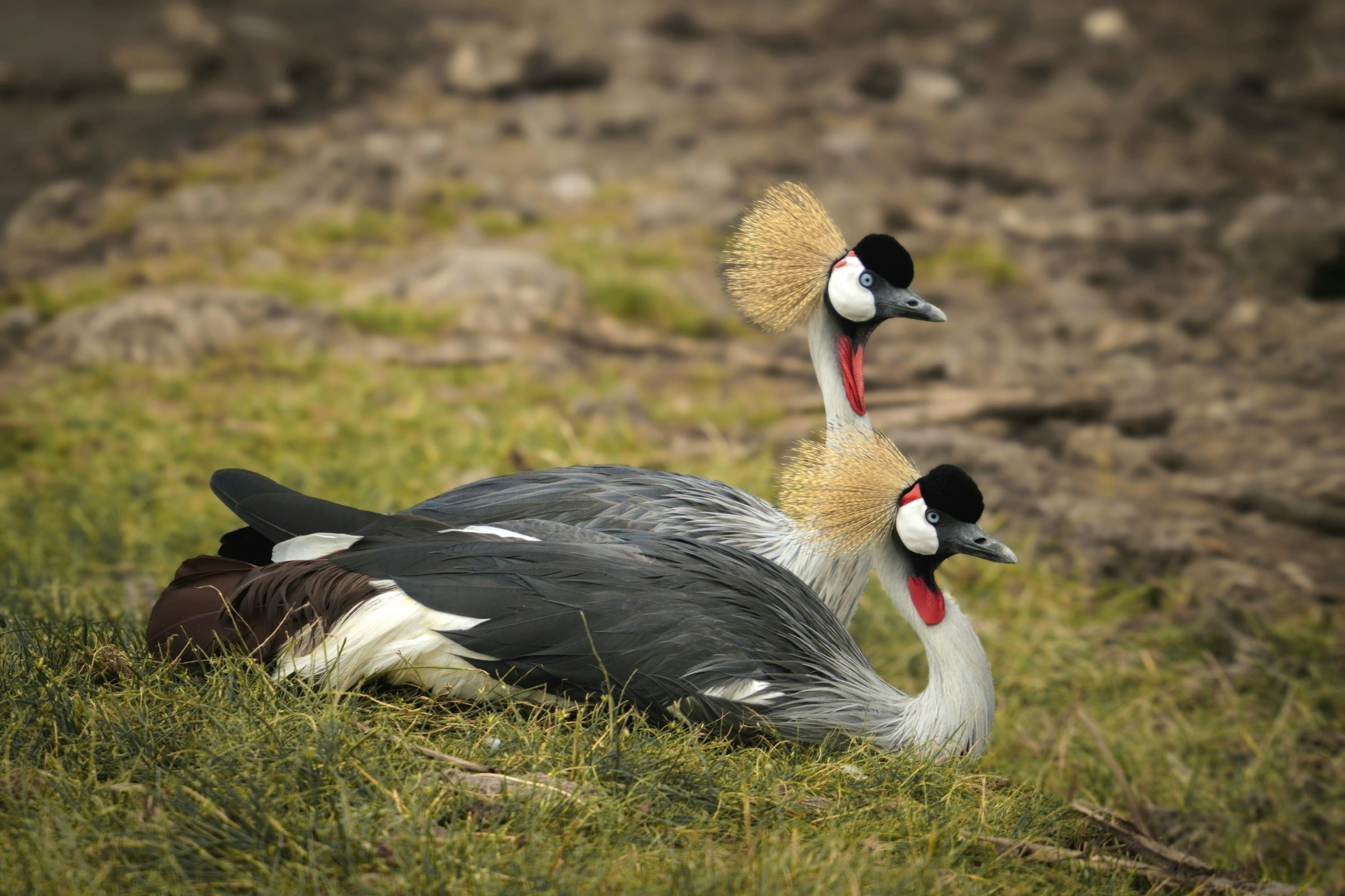 Two Grey Crowned Cranes resting in the grass at Ngorongoro Conservation Area, Tanzania.