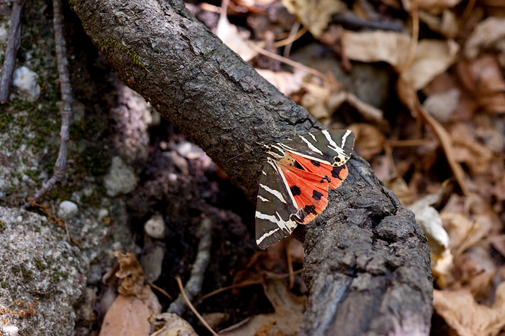Butterflies’ Valley & Chalki Island (Rhodes) 2
