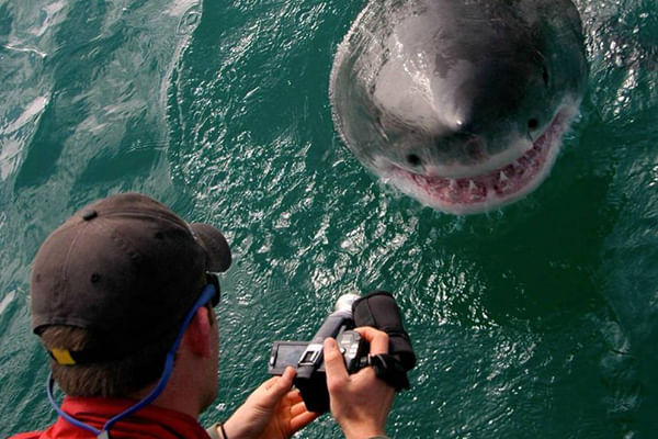Marine Big Five safari experience. From Cape Town. Guided