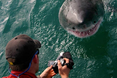 Marine Big Five safari experience. From Cape Town. Guided