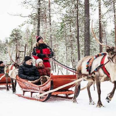 Safari diurno con renos – Experiencia de 3 horas en la naturaleza en Rovaniemi