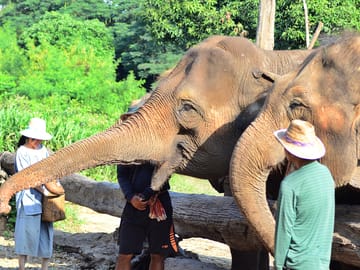 Hug Chang (Elephant) Chiangmai with Bamboo Rafting abd Long neck Tribe Village.
