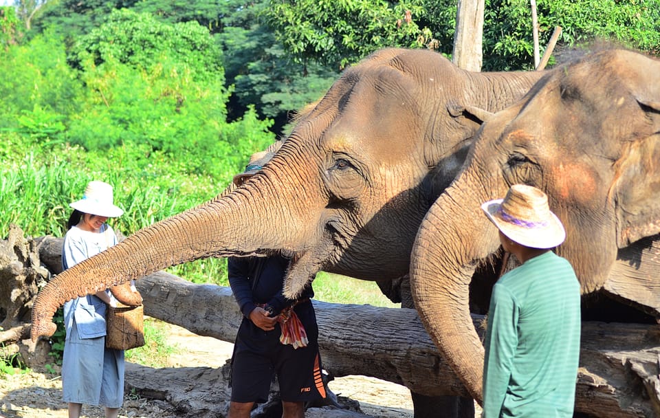 Hug Chang Elephant Experience and Long Neck Village Tour in Chiang Mai