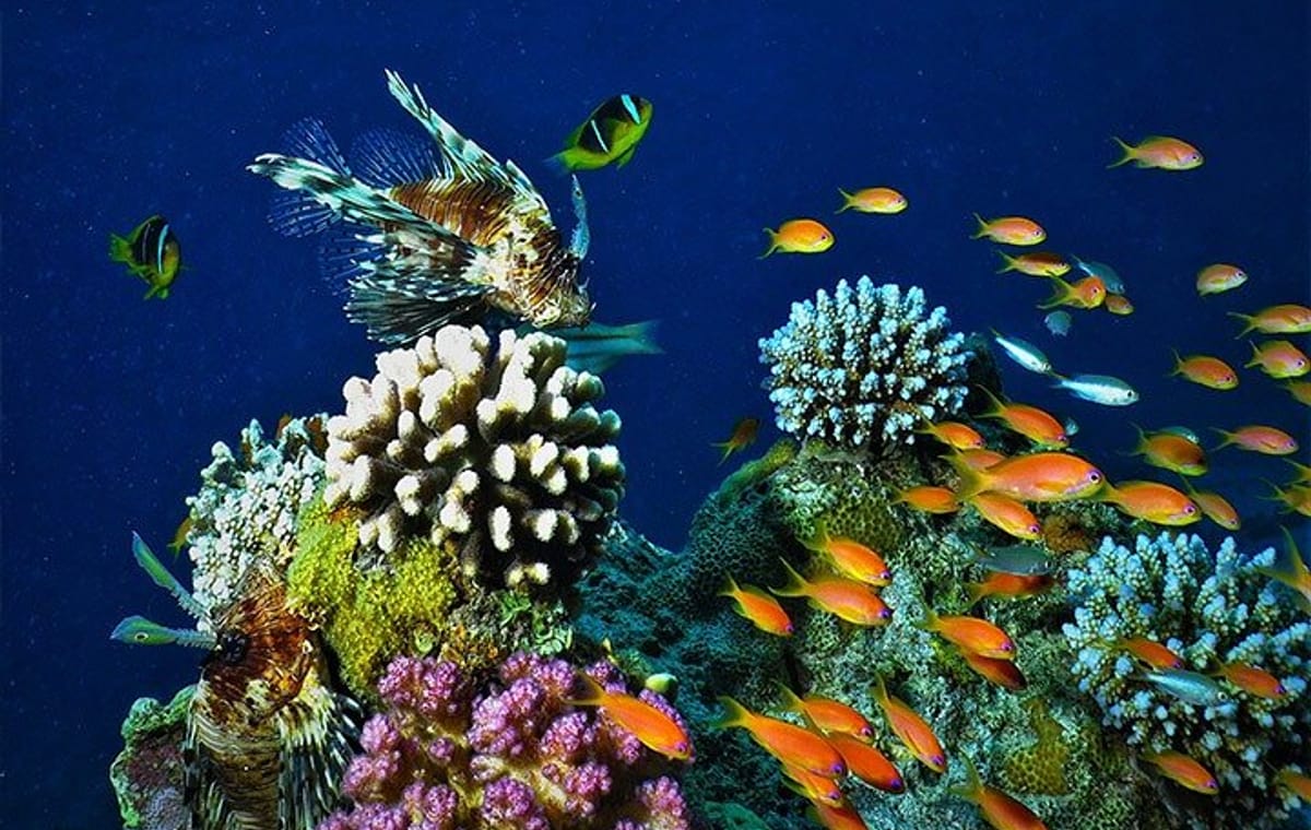 Private Full Day Tour to Aqaba Red Sea from Wadi Rum