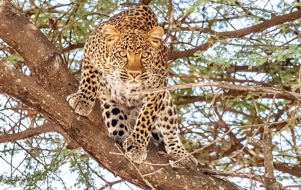 9 Days 8 Nights Walking Safari