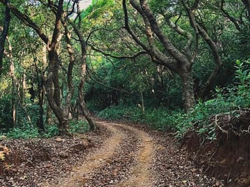 Wildlife and Beach Tour from Pune to Goa's Anjuna and Calangute