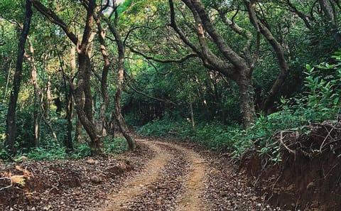 Wildlife and Beach Tour from Pune to Goa's Anjuna and Calangute