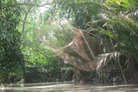 2 Days Floating market, Can Tho, Lung Ngoc Hoang forest from HCM 6