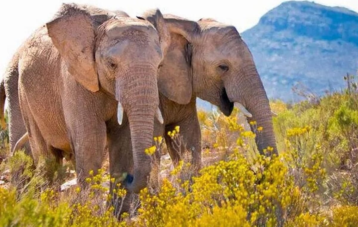 Aquila Game Reserve Big 5 Safari with Wine and Excluding Ticket