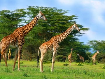 Crescent Island Wildlife Tour from Nairobi to Lake Naivasha