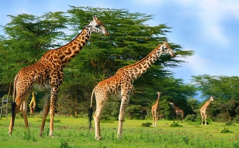 Crescent Island Wildlife Tour from Nairobi to Lake Naivasha