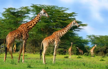 Crescent Island Wildlife Tour from Nairobi to Lake Naivasha