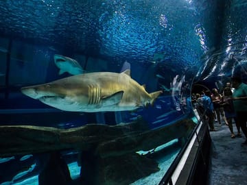 Aquarium and Olympic Boulevard Tour in Rio de Janeiro