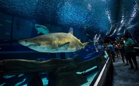 Aquarium and Olympic Boulevard Tour in Rio de Janeiro