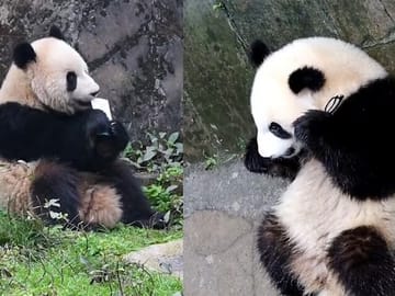Panda Volunteer Experience at Dujiangyan from Chengdu