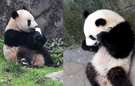 Panda Volunteer Experience at Dujiangyan from Chengdu