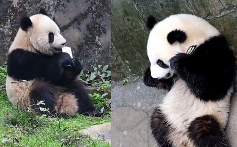 Panda Volunteer Experience at Dujiangyan from Chengdu