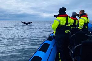 Whale Watching - Private RIB Boat Adventure - max 12 passengers