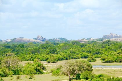 Kumana National Park Full Day Safari from Arugam Bay