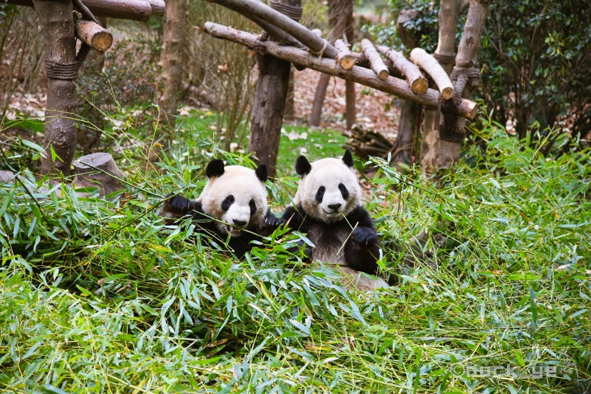 Chengdu Itinerary: The Perfect 5 Days in Chengdu (2026 Guide)