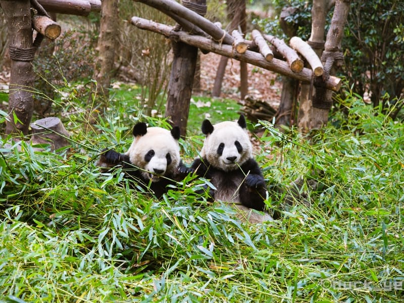 One-Day Chengdu Highlights Tour