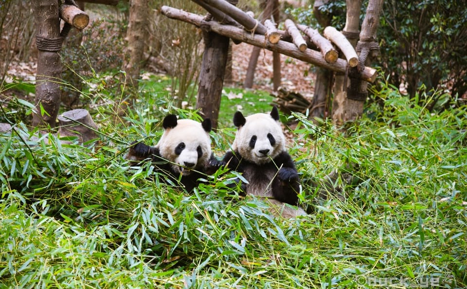 Chengdu City Highlights Tour with Panda Base Visit