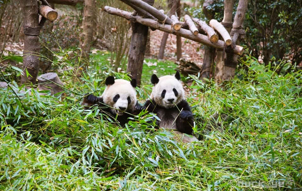Chengdu City Highlights Tour with Panda Base Visit