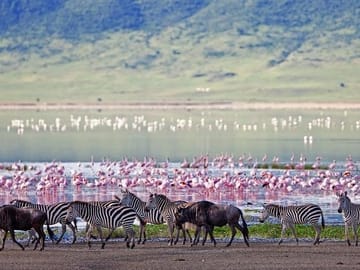 Guided Full-Day Nature and Photography Tour at Lake Nakuru