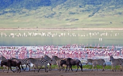 Guided Full-Day Nature and Photography Tour at Lake Nakuru